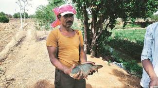 Not dependent on paddy alone: A farmer with his second crop.